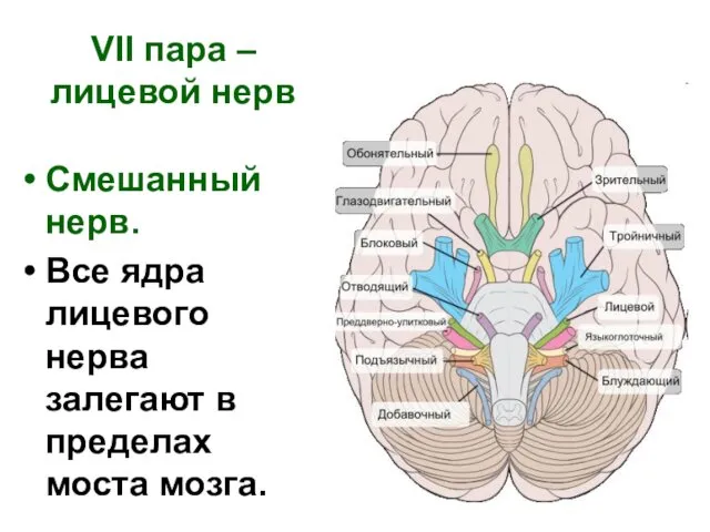 VII пара – лицевой нерв Смешанный нерв. Все ядра лицевого нерва залегают в пределах моста мозга.