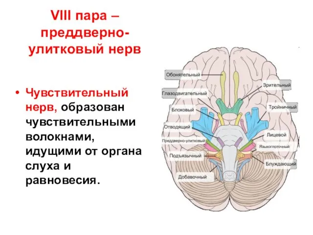 VIII пара – преддверно-улитковый нерв Чувствительный нерв, образован чувствительными волокнами, идущими от органа слуха и равновесия.