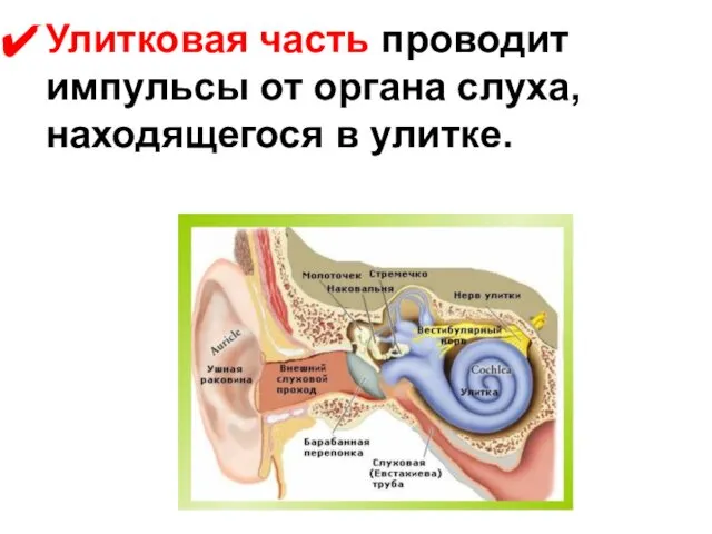 Улитковая часть проводит импульсы от органа слуха, находящегося в улитке.