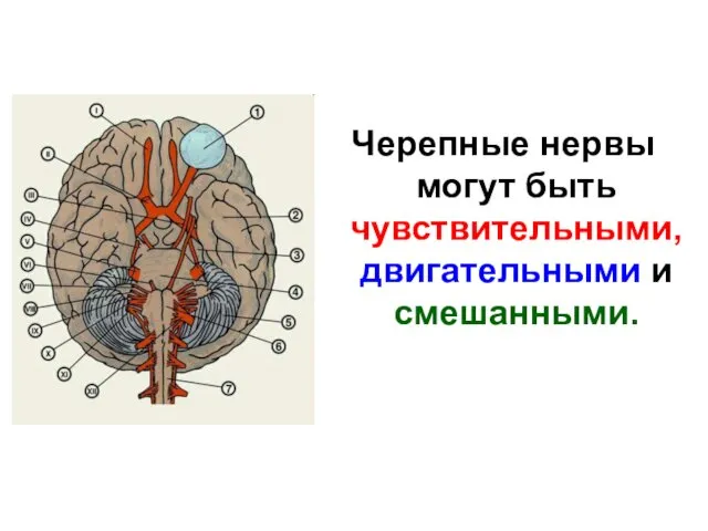 Черепные нервы могут быть чувствительными, двигательными и смешанными.