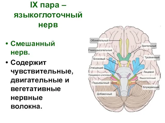 IX пара – языкоглоточный нерв Смешанный нерв. Содержит чувствительные, двигательные и вегетативные нервные волокна.