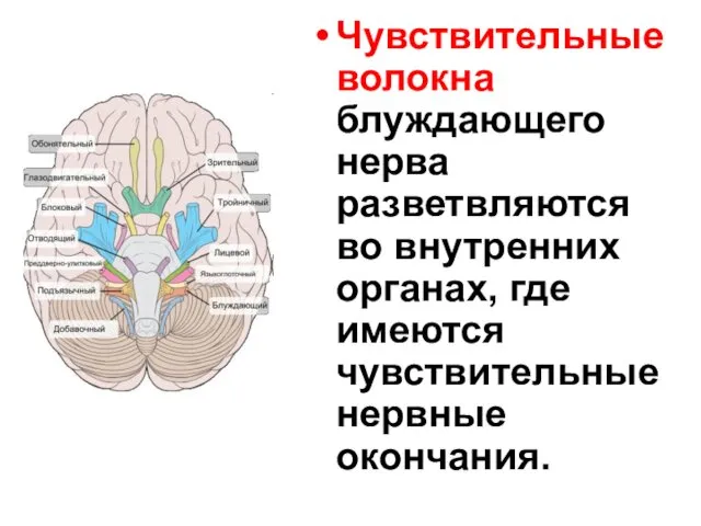 Чувствительные волокна блуждающего нерва разветвляются во внутренних органах, где имеются чувствительные нервные окончания.