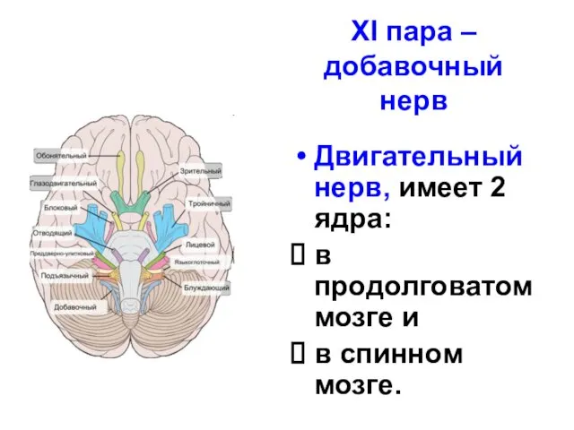 XI пара – добавочный нерв Двигательный нерв, имеет 2 ядра: в