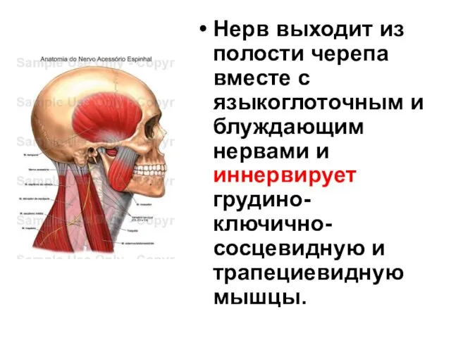 Нерв выходит из полости черепа вместе с языкоглоточным и блуждающим нервами