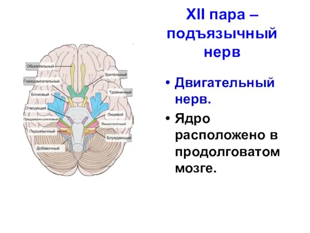 XII пара – подъязычный нерв Двигательный нерв. Ядро расположено в продолговатом мозге.