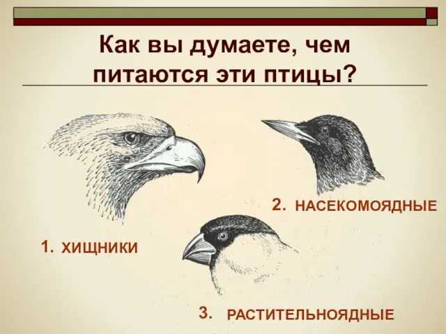 Как вы думаете, чем питаются эти птицы? 1. 3. 2. ХИЩНИКИ НАСЕКОМОЯДНЫЕ РАСТИТЕЛЬНОЯДНЫЕ