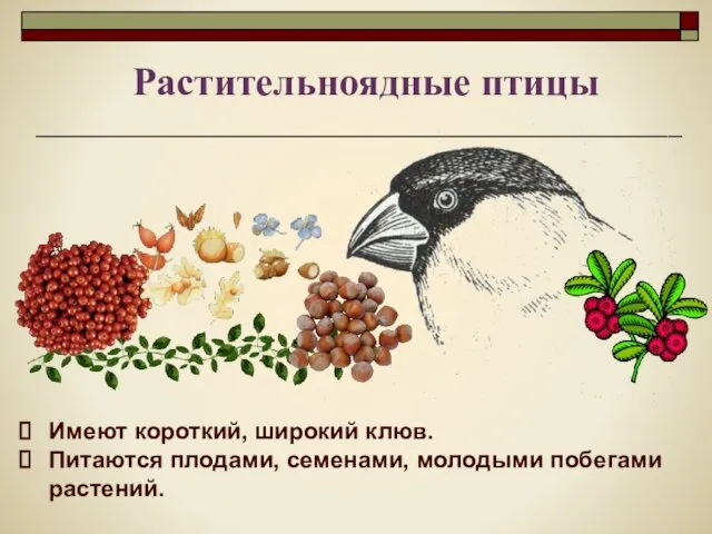 Имеют короткий, широкий клюв. Питаются плодами, семенами, молодыми побегами растений. Растительноядные птицы