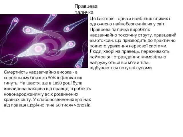 Правцева паличка Ця бактерія - одна з найбільш стійких і одночасно