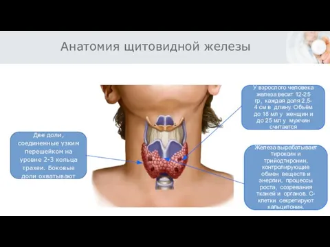 Анатомия щитовидной железы Две доли, соединенные узким перешейком на уровне 2-3