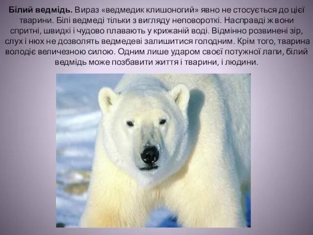 Білий ведмідь. Вираз «ведмедик клишоногий» явно не стосується до цієї тварини.