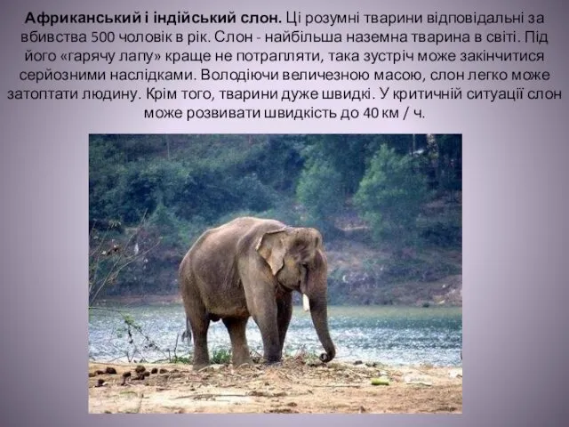 Африканський і індійський слон. Ці розумні тварини відповідальні за вбивства 500
