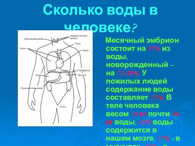 Сколько воды в человеке? Месячный эмбрион состоит на 97% из воды,