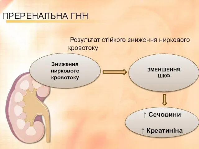 ПРЕРЕНАЛЬНА ГНН Результат стійкого зниження ниркового кровотоку Зниження ниркового кровотоку ЗМЕНШЕННЯ ШКФ ↑ Сечовини ↑ Креатиніна