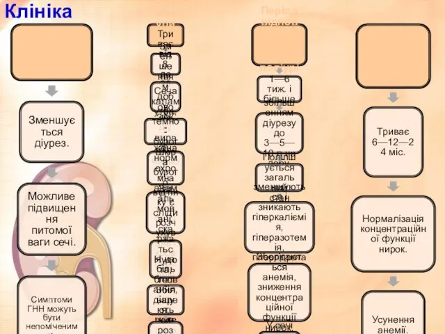 Клініка Початковий період Зменшується діурез. Можливе підвищення питомої ваги сечі. Симптоми