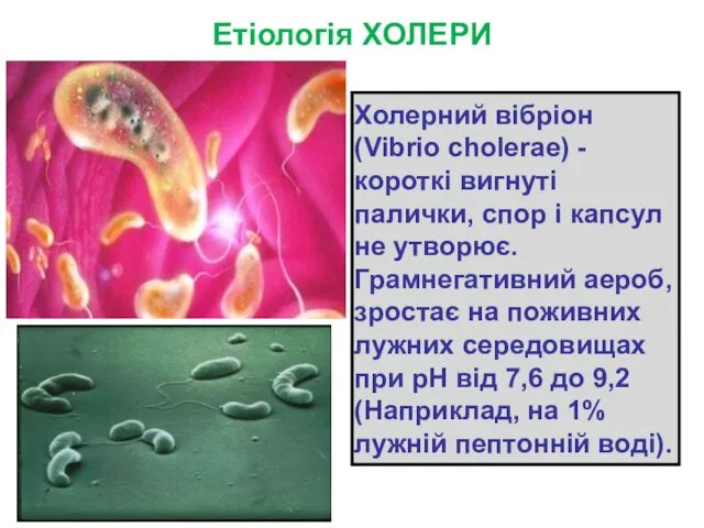 Етіологія ХОЛЕРИ Холерний вібріон (Vibrio choleraе) -короткі вигнуті палички, спор і