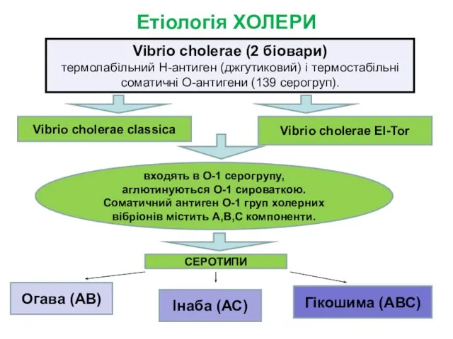 Етіологія ХОЛЕРИ Vibrio choleraе (2 біовари) термолабільний Н-антиген (джгутиковий) і термостабільні