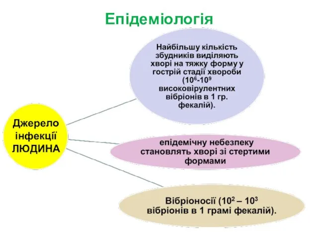 Епідеміологія Джерело інфекції ЛЮДИНА