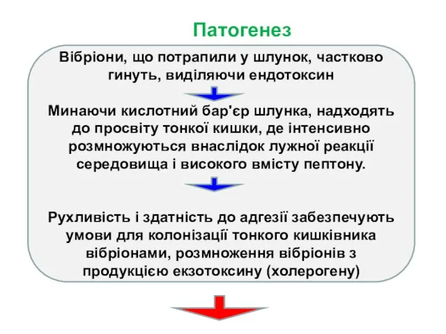 Патогенез Вібріони, що потрапили у шлунок, частково гинуть, виділяючи ендотоксин Минаючи