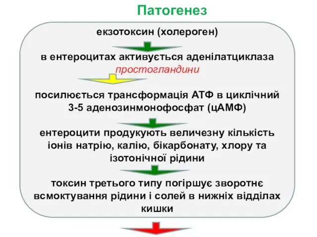 Патогенез екзотоксин (холероген) в ентероцитах активується аденілатциклаза простогландини посилюється трансформація АТФ