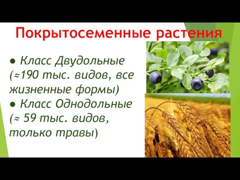 Покрытосеменные растения ● Класс Двудольные (≈190 тыс. видов, все жизненные формы)