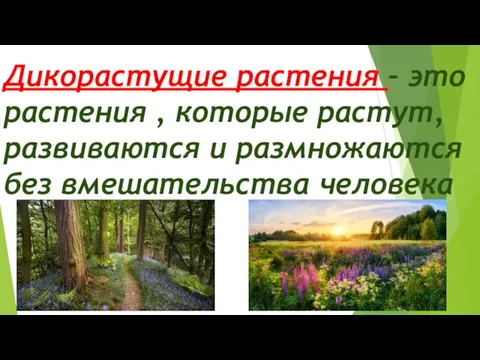 Дикорастущие растения – это растения , которые растут, развиваются и размножаются без вмешательства человека