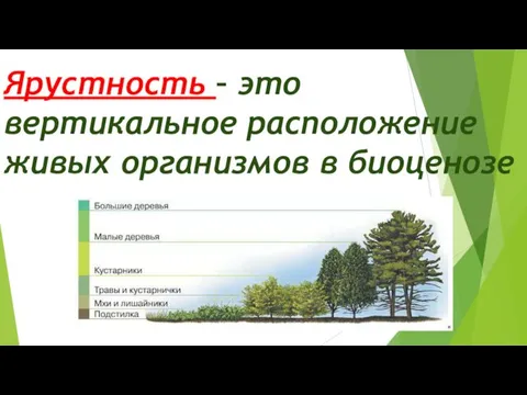 Ярустность – это вертикальное расположение живых организмов в биоценозе