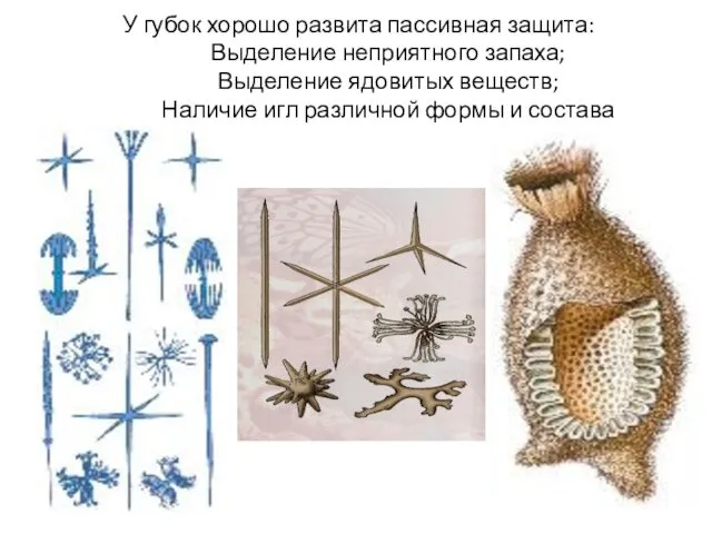 У губок хорошо развита пассивная защита: Выделение неприятного запаха; Выделение ядовитых