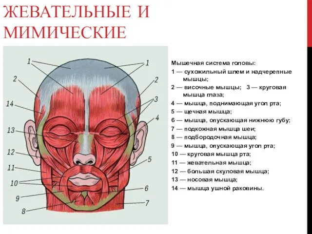 МЫШЦЫ ГОЛОВЫ: ЖЕВАТЕЛЬНЫЕ И МИМИЧЕСКИЕ Мышечная система головы: 1 — сухожильный