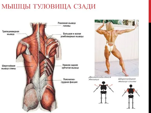 МЫШЦЫ ТУЛОВИЩА СЗАДИ