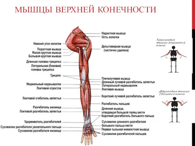 МЫШЦЫ ВЕРХНЕЙ КОНЕЧНОСТИ