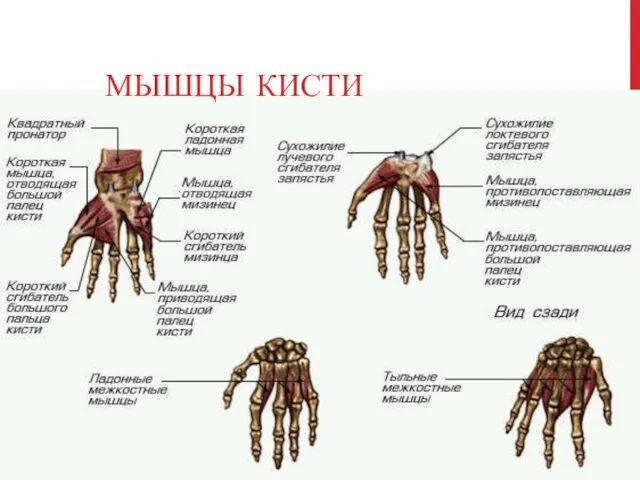 МЫШЦЫ КИСТИ