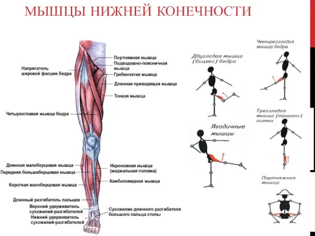 МЫШЦЫ НИЖНЕЙ КОНЕЧНОСТИ