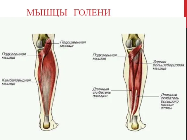 МЫШЦЫ ГОЛЕНИ