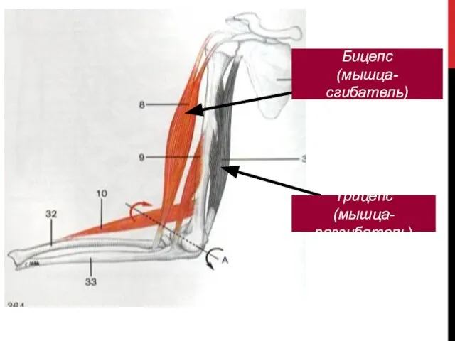 Бицепс (мышца-сгибатель) Трицепс (мышца-разгибатель)