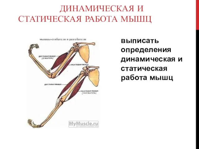 ДИНАМИЧЕСКАЯ И СТАТИЧЕСКАЯ РАБОТА МЫШЦ выписать определения динамическая и статическая работа мышц