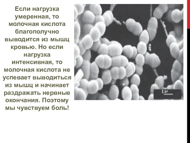 Если нагрузка умеренная, то молочная кислота благополучно выводится из мышц кровью.