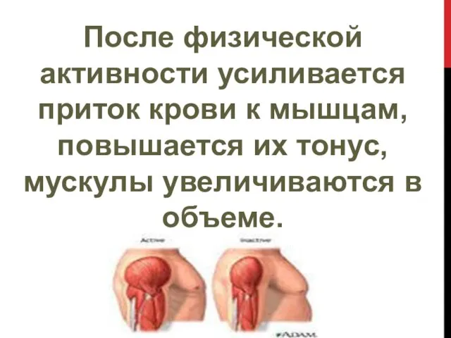 После физической активности усиливается приток крови к мышцам, повышается их тонус, мускулы увеличиваются в объеме.