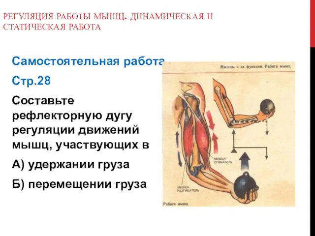 РЕГУЛЯЦИЯ РАБОТЫ МЫШЦ. ДИНАМИЧЕСКАЯ И СТАТИЧЕСКАЯ РАБОТА Самостоятельная работа Стр.28 Составьте