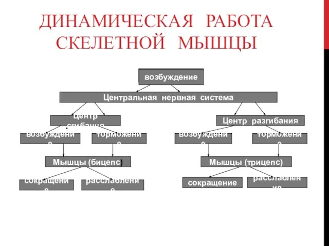 ДИНАМИЧЕСКАЯ РАБОТА СКЕЛЕТНОЙ МЫШЦЫ возбуждение Центральная нервная система Центр сгибания Центр