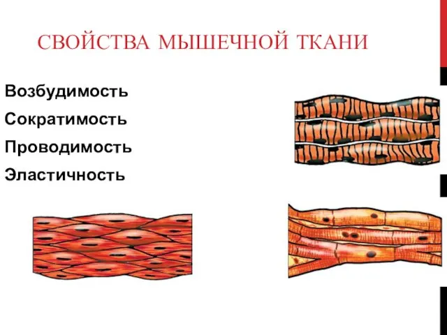 СВОЙСТВА МЫШЕЧНОЙ ТКАНИ Возбудимость Сократимость Проводимость Эластичность