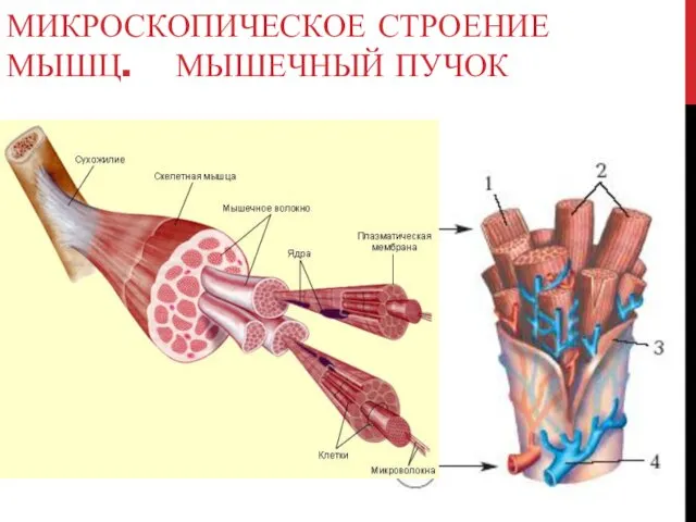 МИКРОСКОПИЧЕСКОЕ СТРОЕНИЕ МЫШЦ. МЫШЕЧНЫЙ ПУЧОК Что обозначено цифрами 1-; 2-; 3-; 4-.