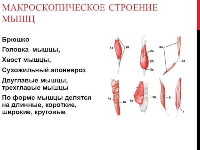 МАКРОСКОПИЧЕСКОЕ СТРОЕНИЕ МЫШЦ Брюшко Головка мышцы, Хвост мышцы, Сухожильный апоневроз Двуглавые