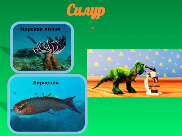 Морская лилия Биркения Силур