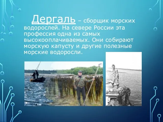 Дергаль – сборщик морских водорослей. На севере России эта профессия одна