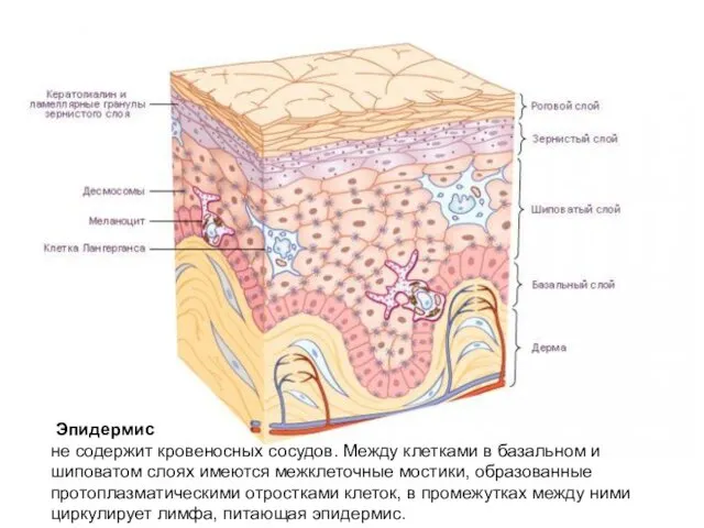 Эпидермис не содержит кровеносных сосудов. Между клетками в базальном и шиповатом