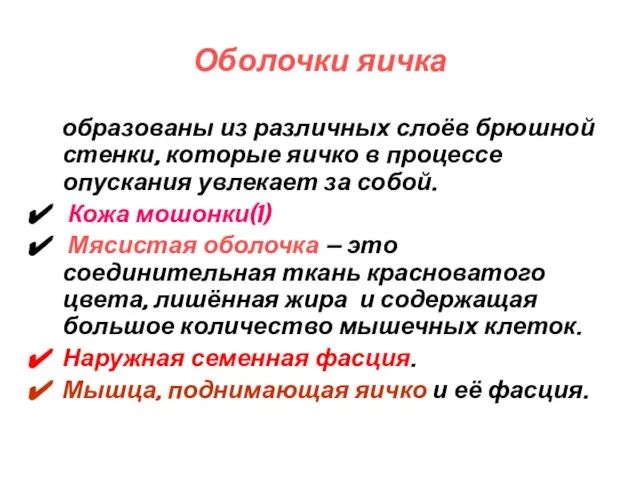 Оболочки яичка образованы из различных слоёв брюшной стенки, которые яичко в