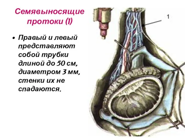 Семявыносящие протоки (1) Правый и левый представляют собой трубки длиной до