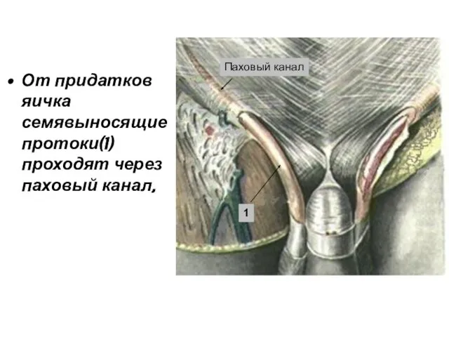 От придатков яичка семявыносящие протоки(1) проходят через паховый канал, 1 Паховый канал