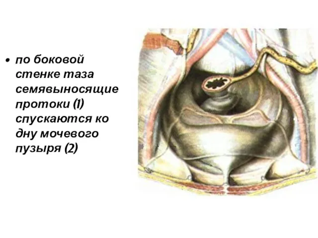 по боковой стенке таза семявыносящие протоки (1) спускаются ко дну мочевого пузыря (2)