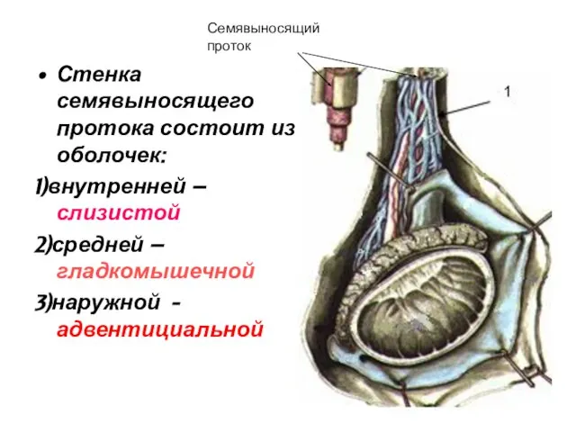 Стенка семявыносящего протока состоит из 3 оболочек: 1)внутренней – слизистой 2)средней